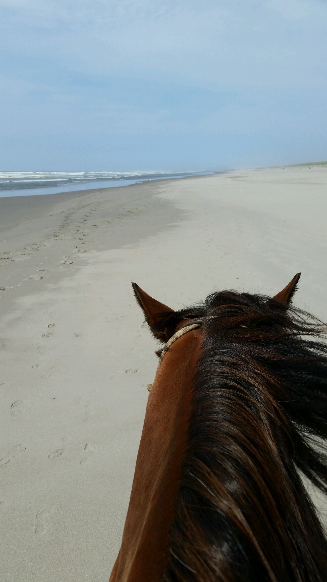 Bud at the Beach